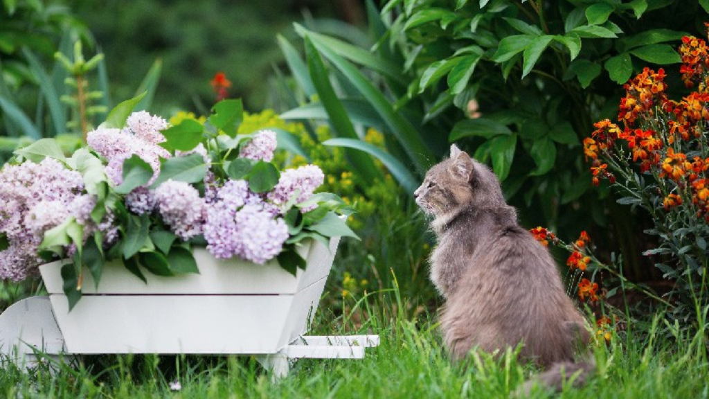 fleurs avec un chat